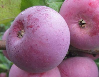 Описание сорта и особенности яблони Экранное, морозостойкость и урожайность