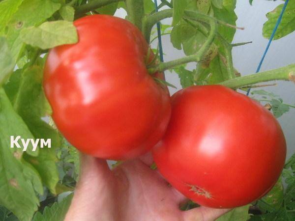 Томат дуся красная: характеристика и описание сорта, урожайность с фото