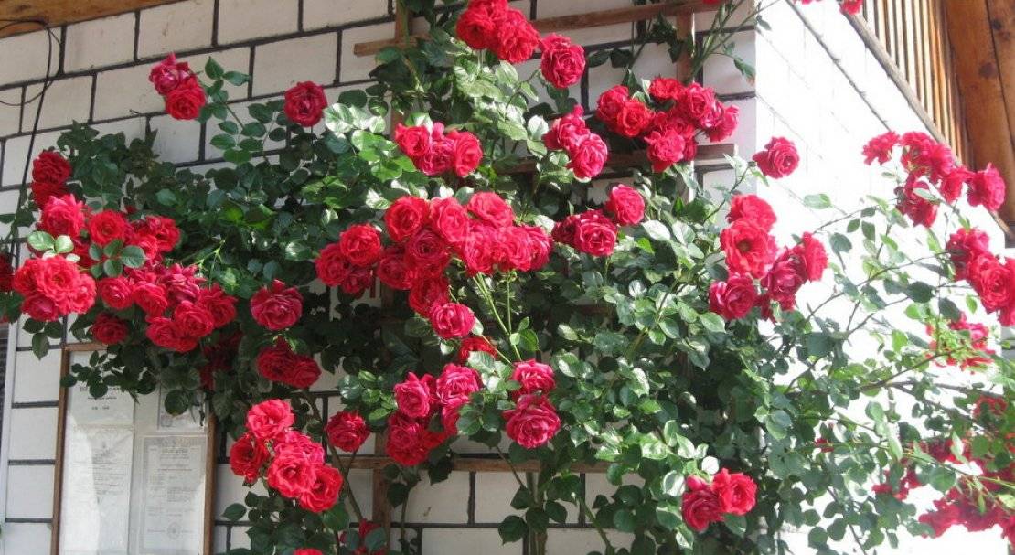 Причины, почему не цветет плетистая роза и как помочь растению