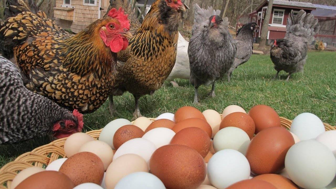 Простой рецепт, как повысить яйценоскость куриц в домашних условиях