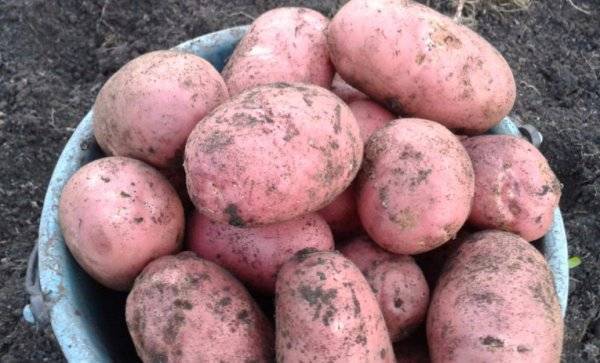 Сорт картофеля «елизавета»: характеристика, описание, урожайность, отзывы и фото