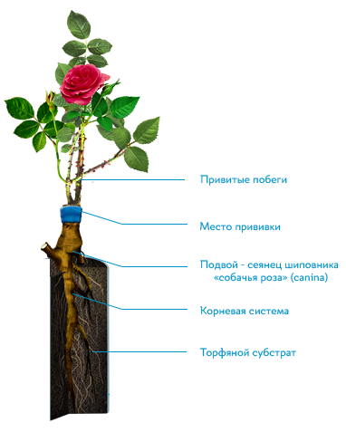 Как правильно и когда привить розу на шиповник