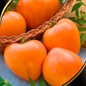 Фото, видео, отзывы, описание, характеристика и урожайность сорта томата «золотые купола»