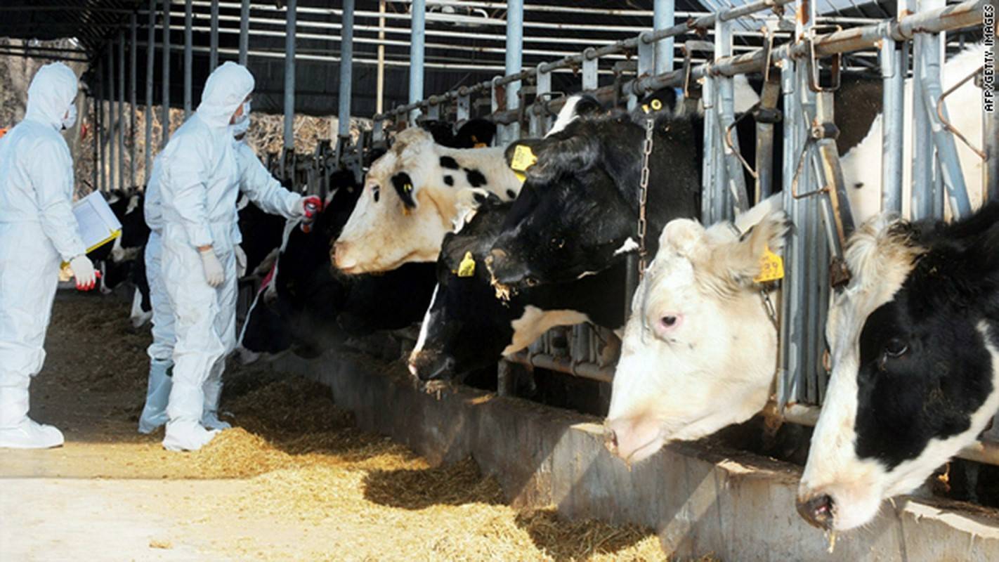 Туберкулез у коров: причины появления заболевания, опасные последствия, правила профилактики