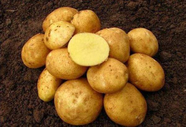 Вкусный картофель «цыганка»: описание сорта и фото красавицы в фиолетовом