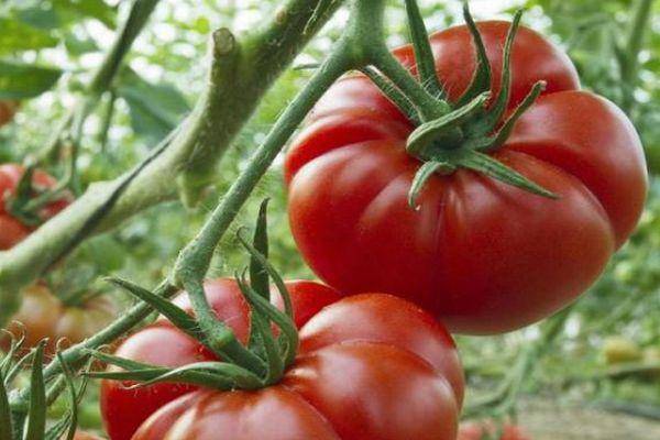 Характеристика и описание сорта томата Марманде, его урожайность