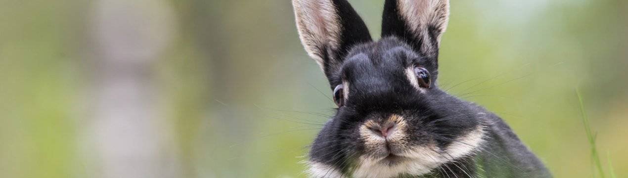 Вздутие живота у кроликов, первая помощь, лечение и профилактика
