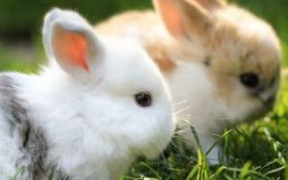 Правила кормления кроликов в домашних условиях для начинающих