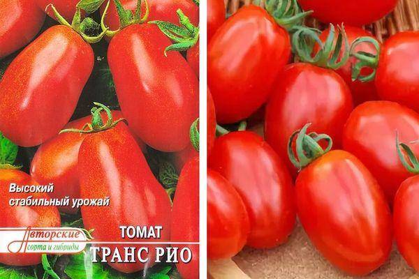 Характеристика и описание сорта томата рио гранде, его урожайность