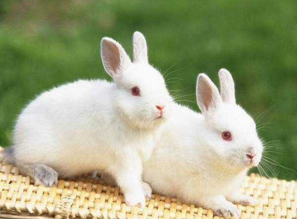Классификация пород кроликов