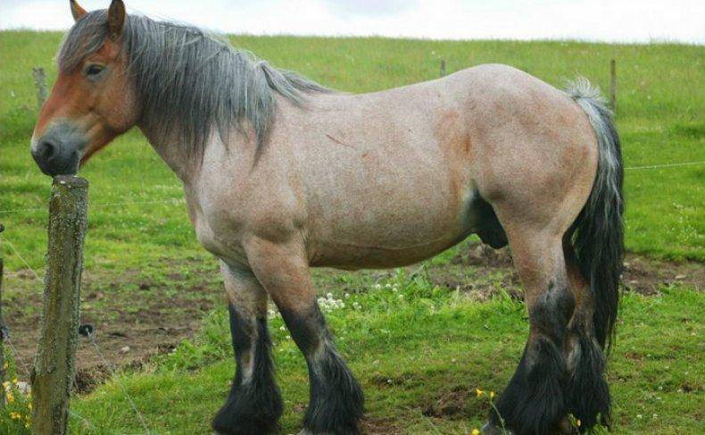Самые маленькие породы лошадей: описание, размеры