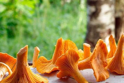 Удивительные рецепты приготовления сухих грибов лисичек