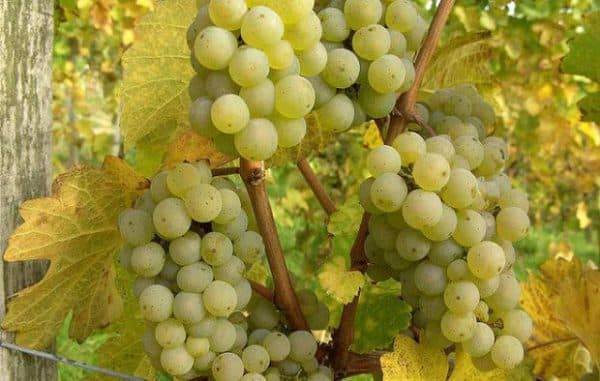 Описание винодельческого сорта из старого света — виноград рислинг