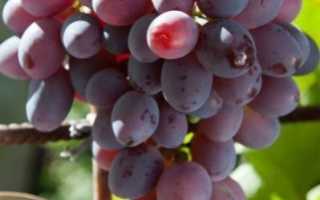 Виноград низина: неприхотливая культура с изумительным вкусом ягод