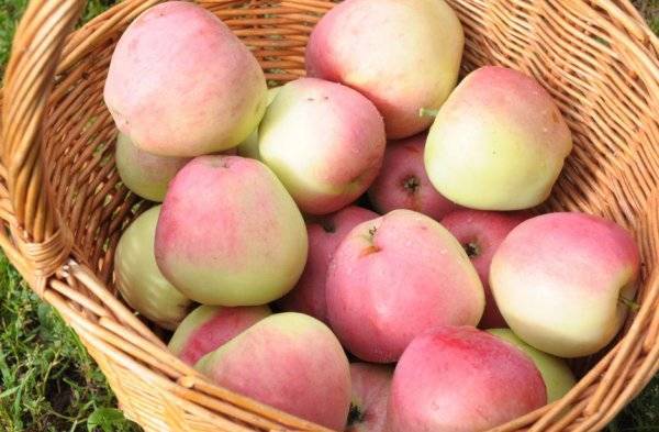 Кандиль орловский — описаени сорта яблок, отзывы с фото