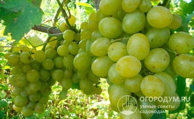 Виноград галахад: описание сорта, фото и отзывы садоводов