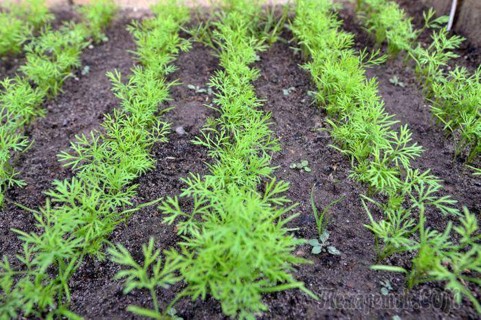 Выращивание укропа рассадой: тонкости, секреты и рекомендации