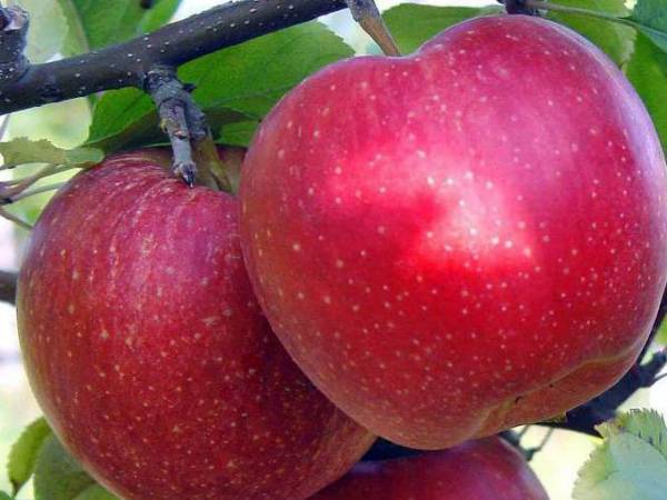 Описание и характеристики яблони сорта Антей, правила посадки и ухода