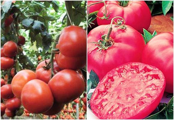 Особенности сорта томата «третьяковский f1» и правильный уход за ним