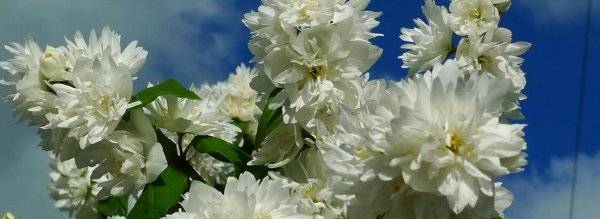 Как размножить жасмин садовый весной и летом