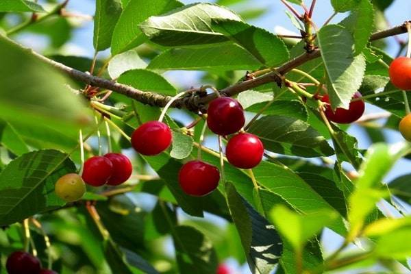 7 самых важных вопросов о выращивании вишни