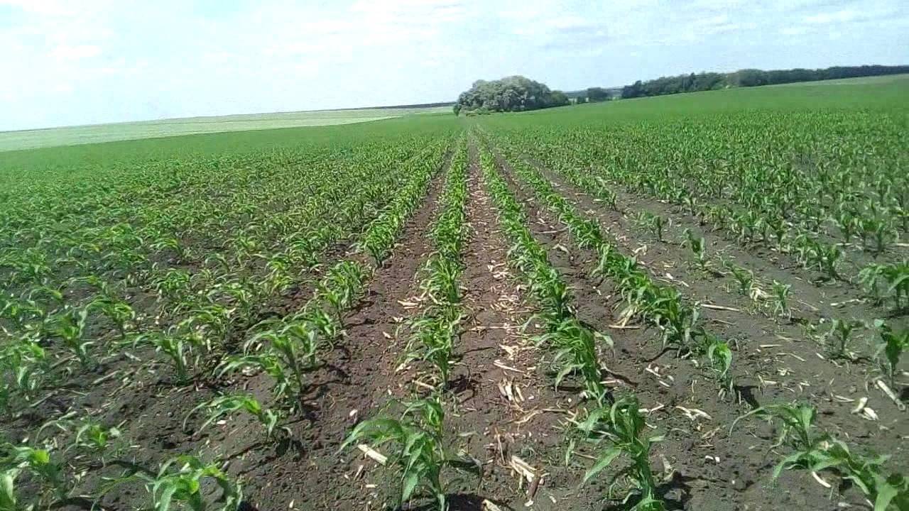 Сорняки кукурузы: особенности появления в различных зонах