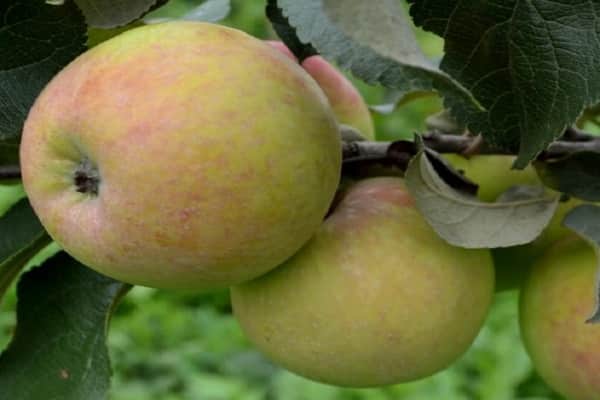 Описание и фото яблони сорта осеннее низкорослое