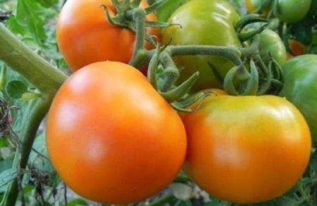 Томат «болото»  отзывы, фото, описание и урожайность сорта зеленых помидор