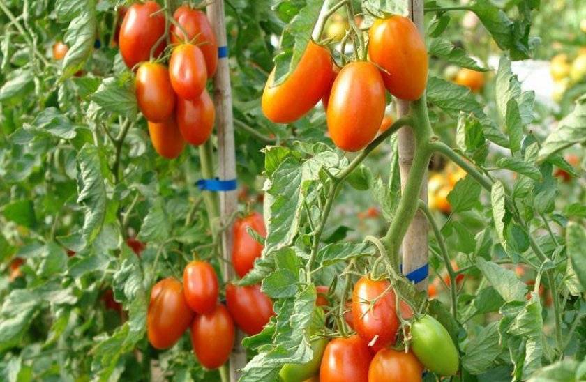 Сортовые особенности томата маруся