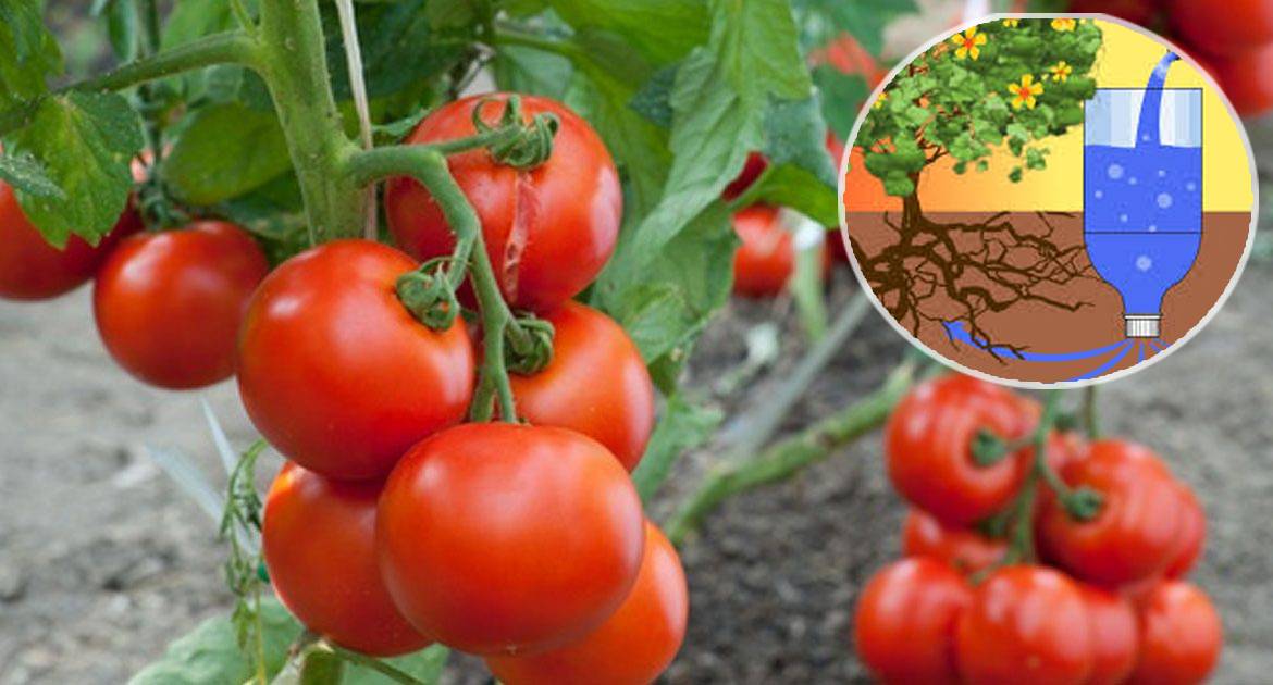 Правила полива томатов в открытом грунте и теплице: как часто и сколько