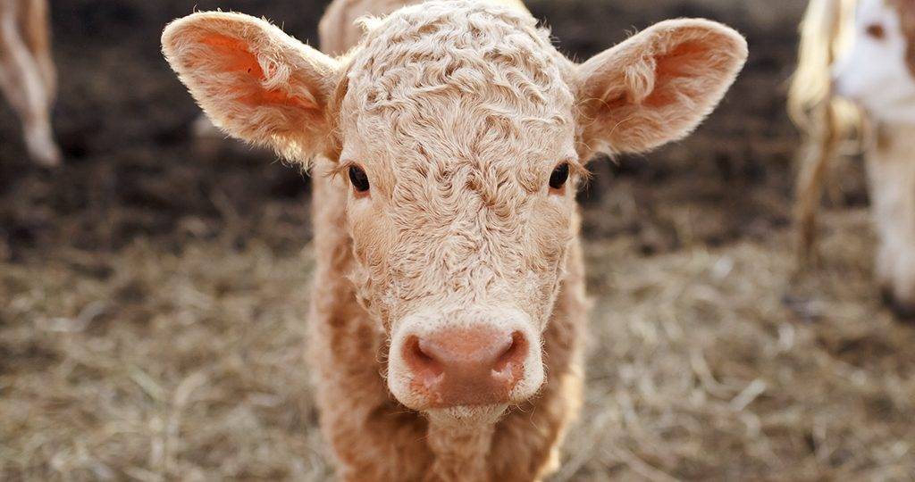 Как лечить кашель у коровы