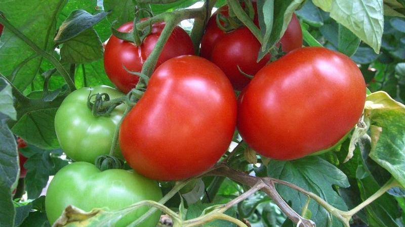 Характеристика и описание сорта томата анюта, его урожайность