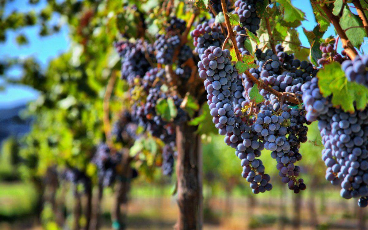 Какой сорт винограда лучше для вина?