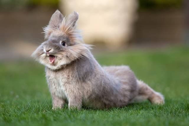 Что делать если кролик чихает. почему кролики чихают?