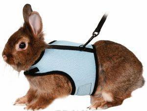 Шлейка для кролика: виды поводков и как изготовить своими руками