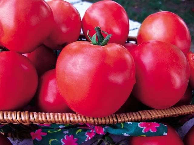 Выращиваем высокоурожайный томат «ожаровский малиновый»: описание сорта, достоинства и недостатки