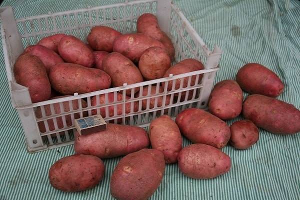 Сорт картофеля «хозяюшка»: характеристика, описание, урожайность, отзывы и фото