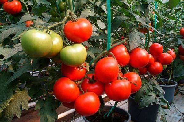 Что значит полудетерминантные помидоры, сорта для теплиц и парников