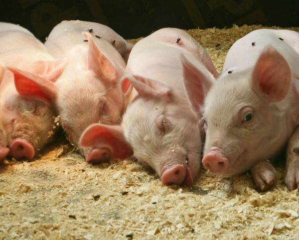 Использование подстилки для свиней с бактериями