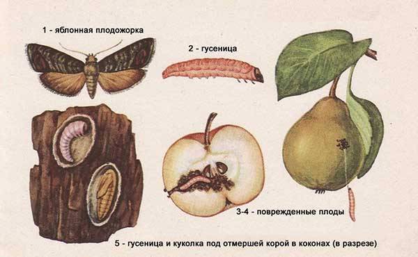 Парша на яблоне и груше: меры борьбы, способы профилактики и лечения