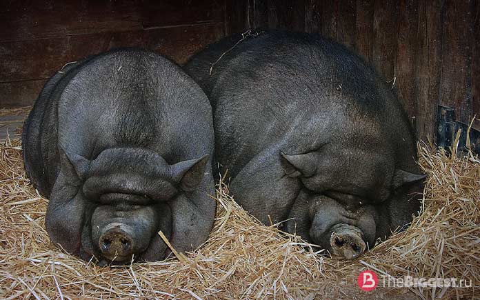 Самая большая свинья в мире: сколько весит, породы, Книга рекордов Гиннеса