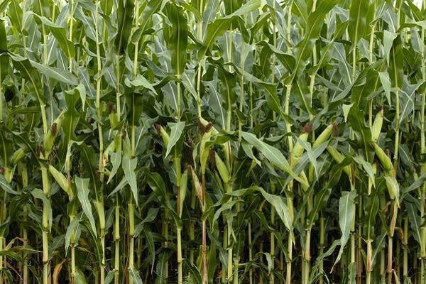 Где растет кукуруза: районы выращивания в России и мире