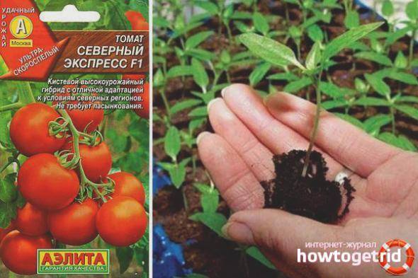 Описание сорта томата Садик f1, особенности выращивания и урожайность