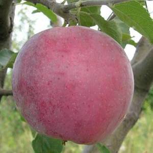 Прекрасная яблоня услада: описание, фото
