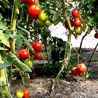 Как правильно сажать и ухаживать за помидорами?