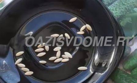 Как замочить семена огурцов перед посадкой — пошаговая инструкция как правильно замочить семена (105 фото + видео)