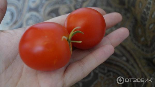 Калинка-малинка — миниатюрный томат для участка, теплицы или подоконника. описание, агротехника, отзывы