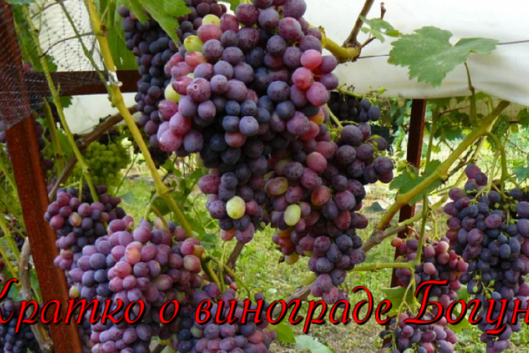 Проверенный и результативный сорт винограда «краса никополя»