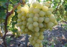 Мускатный виноград столетие: крупноплодный кишмишевый сорт