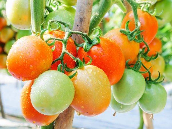 Описание сорта томата алтайский красный и его характеристики